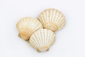 Scallops - Image 2